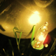 Illustration for article titled Photo Contest: Christmas Lights